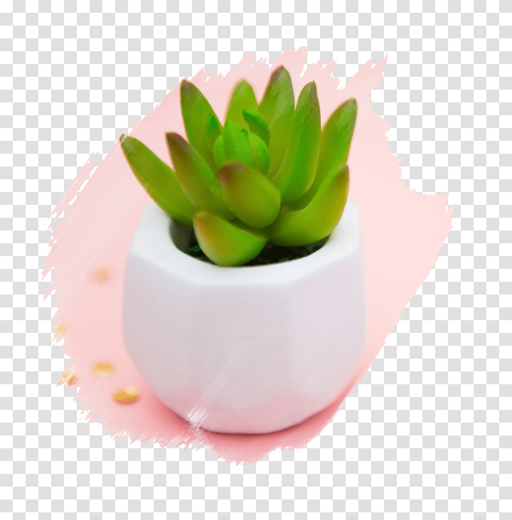 Totally Succulents, Plant, Flower, Blossom, Paper Transparent Png