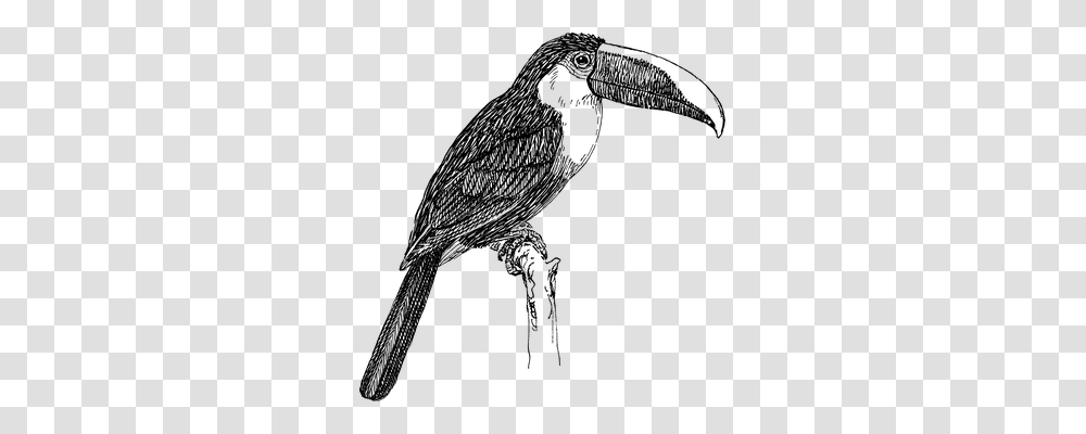 Toucan Technology, Gray, World Of Warcraft Transparent Png