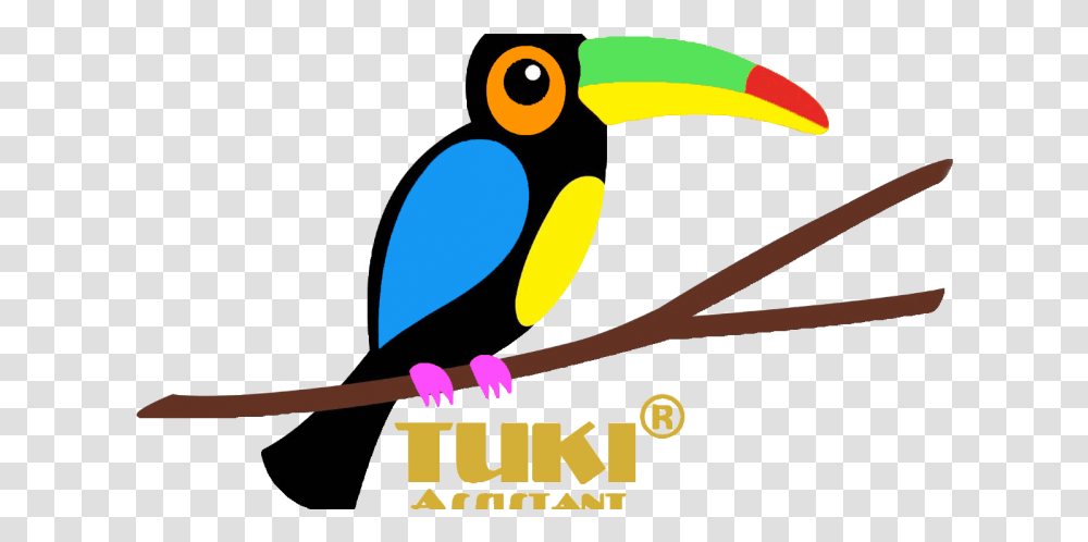 Toucan, Animal, Bird, Penguin, Glasses Transparent Png