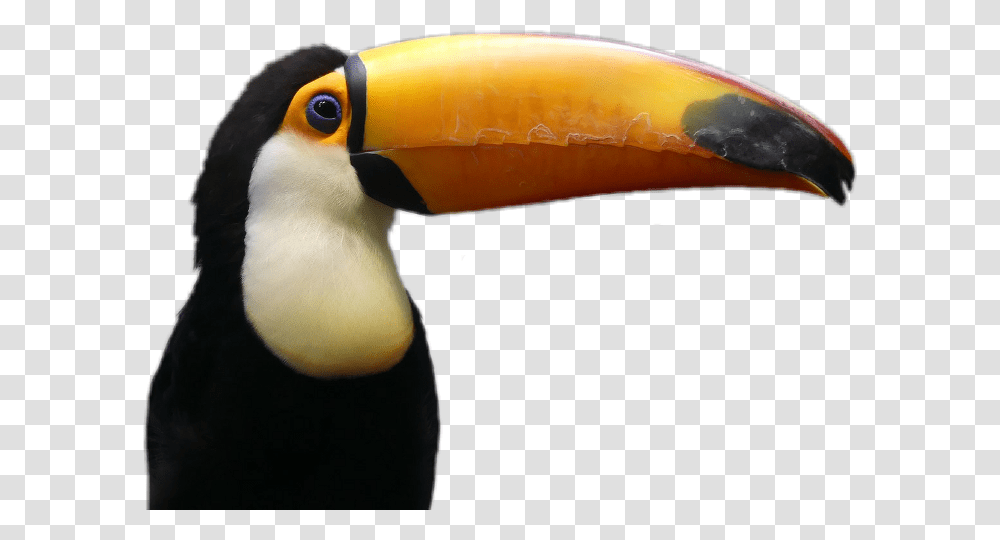 Toucan Background Toucan, Bird, Animal, Beak Transparent Png
