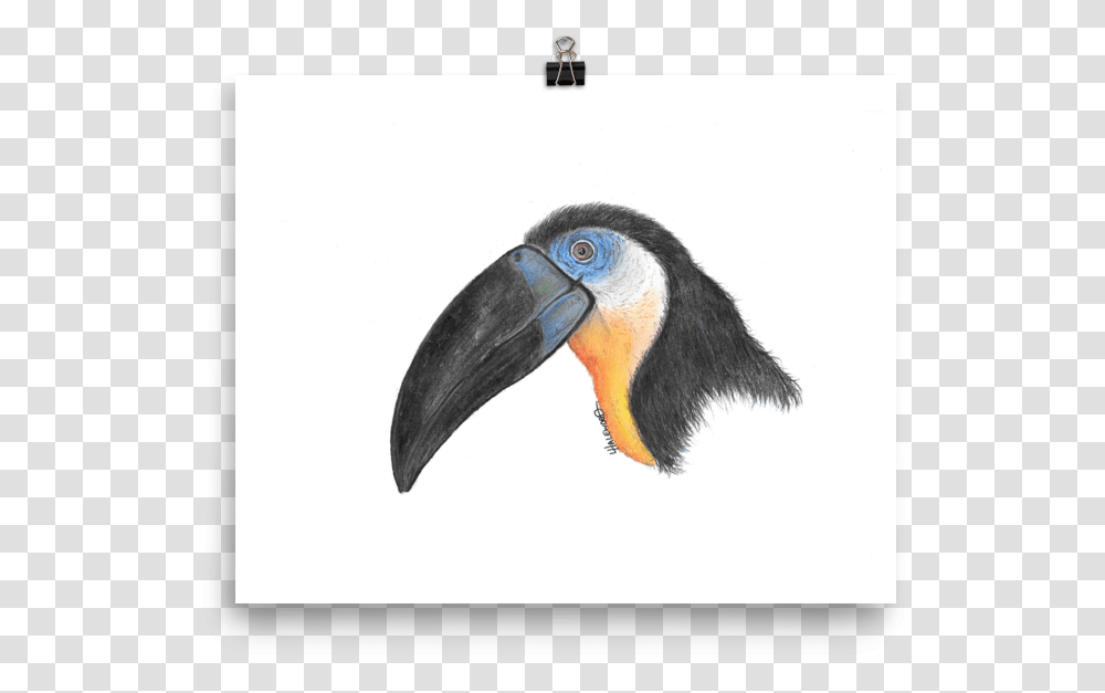 Toucan, Beak, Bird, Animal, Rainforest Transparent Png