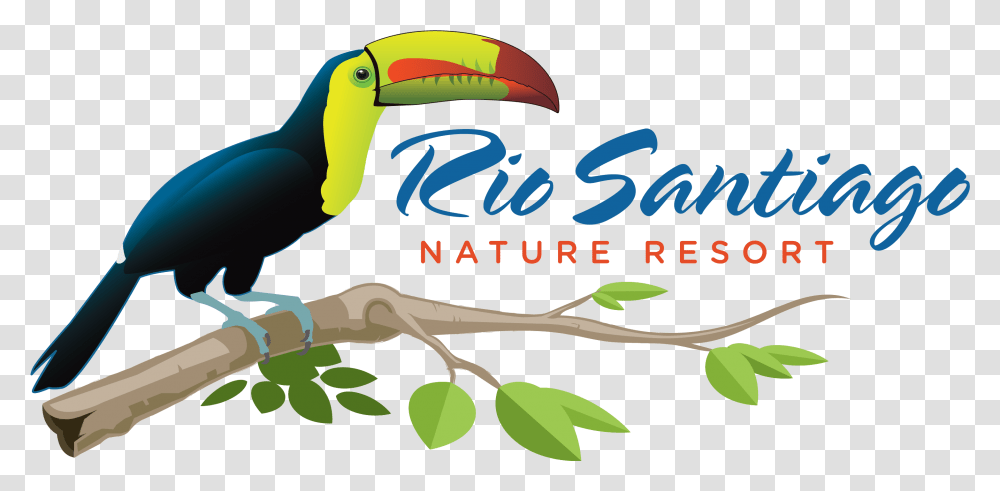 Toucan, Beak, Bird, Animal Transparent Png