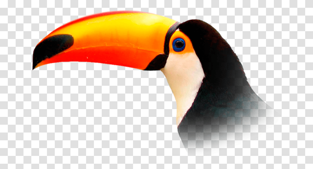 Toucan, Beak, Bird, Animal Transparent Png