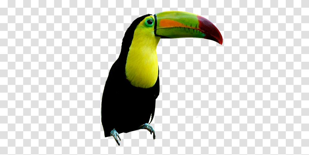 Toucan Beak, Bird, Animal Transparent Png