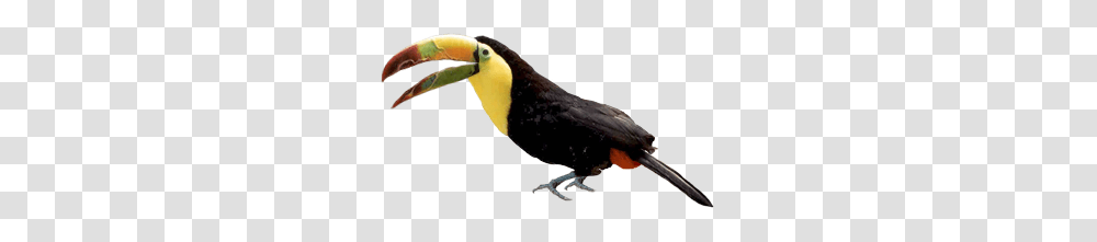 Toucan, Bird, Animal, Axe, Tool Transparent Png