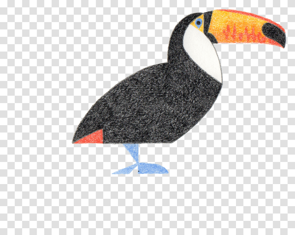 Toucan, Bird, Animal, Beak Transparent Png