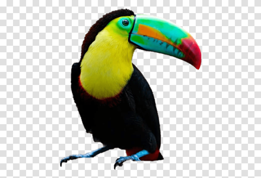 Toucan, Bird, Animal, Beak Transparent Png