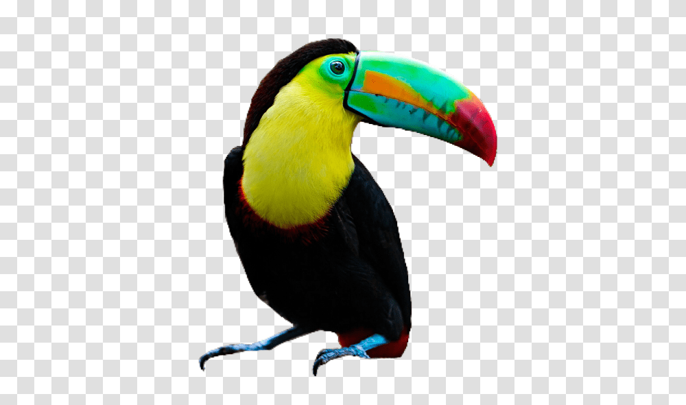 Toucan Bird, Animal, Beak Transparent Png