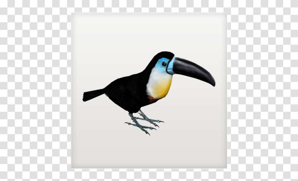 Toucan, Bird, Animal, Beak Transparent Png