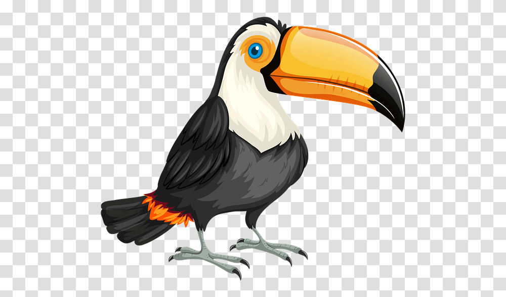 Toucan Bird Nature Wild Wildlife Animal Zoo Tucan, Beak, Helmet, Apparel Transparent Png