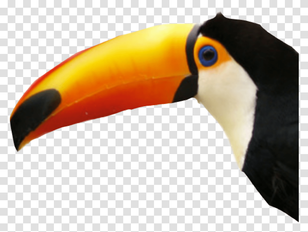 Toucan Bird Sticker Tucan, Beak, Animal Transparent Png