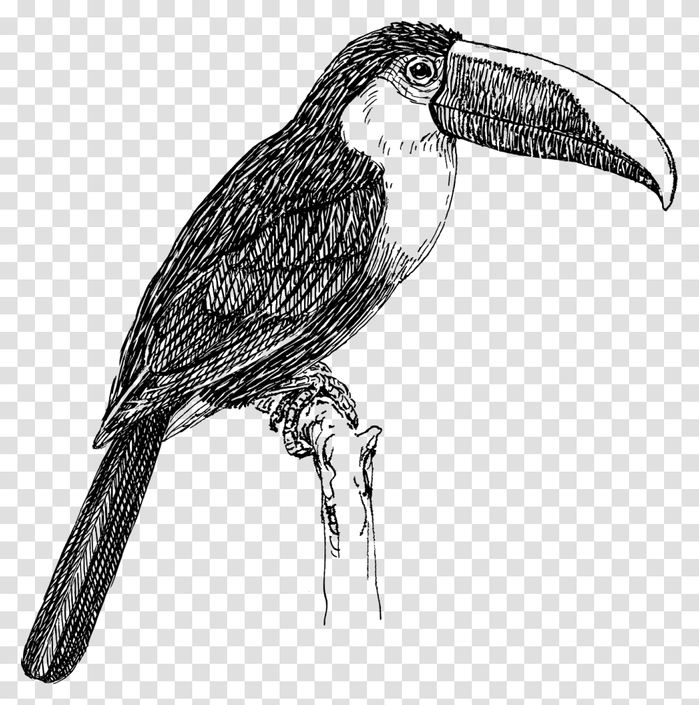 Toucan Black And White, Bird, Animal, Vulture, Beak Transparent Png