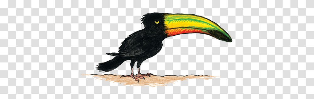 Toucan Cartoon, Bird, Animal, Beak Transparent Png