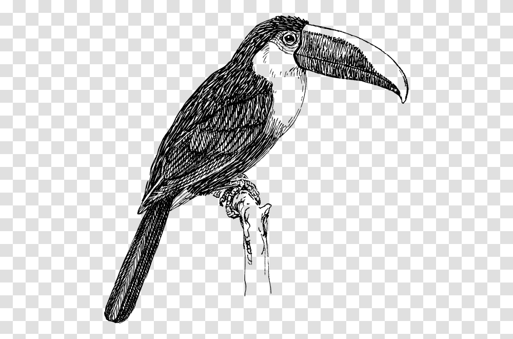 Toucan Clip Art, Bird, Animal, Beak, Blackbird Transparent Png
