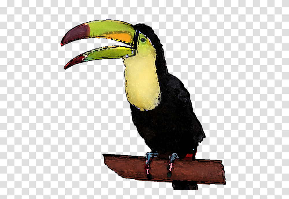 Toucan Clipart Face, Bird, Animal, Beak Transparent Png