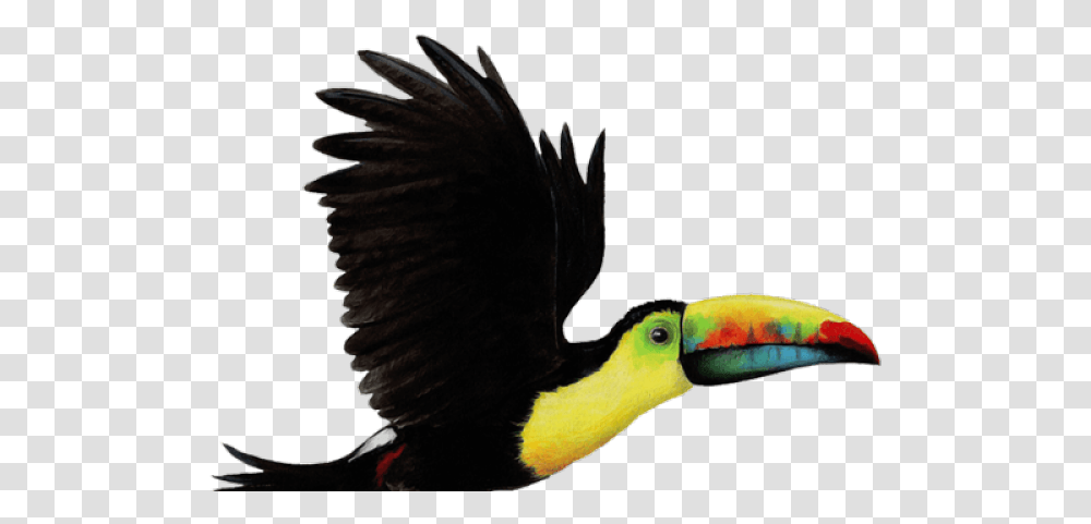 Toucan Clipart Flying Toucan Bird, Animal, Beak Transparent Png