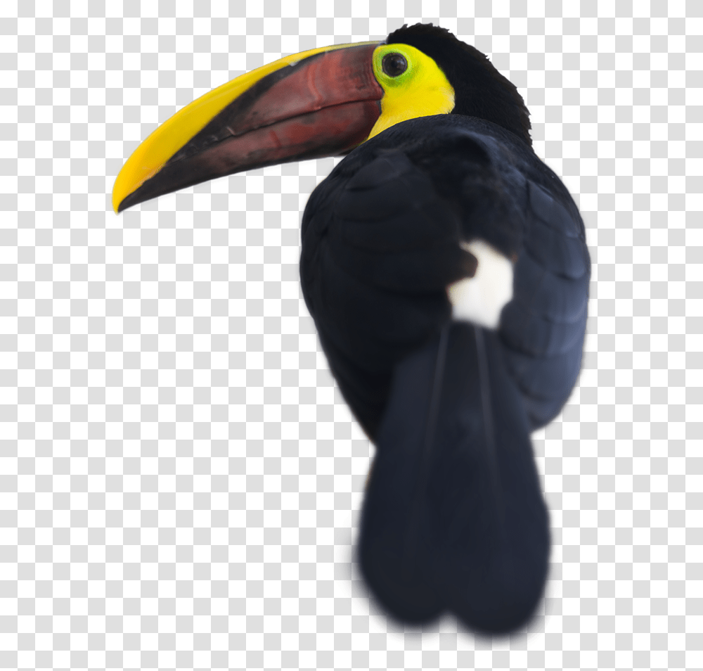 Toucan Clipart Gif Toucans, Bird, Animal, Person, Human Transparent Png