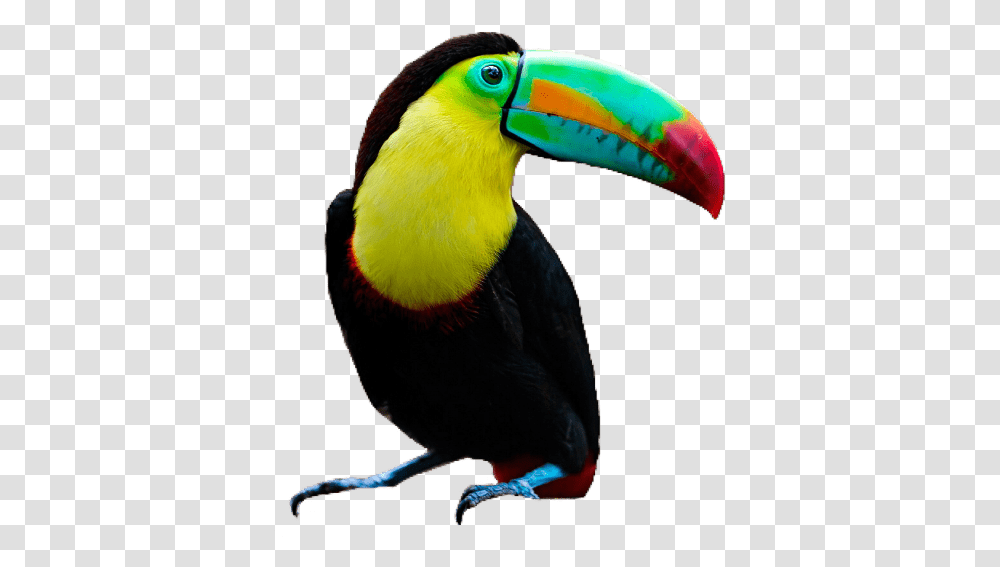 Toucan Color Palette Toucan, Bird, Animal, Beak Transparent Png
