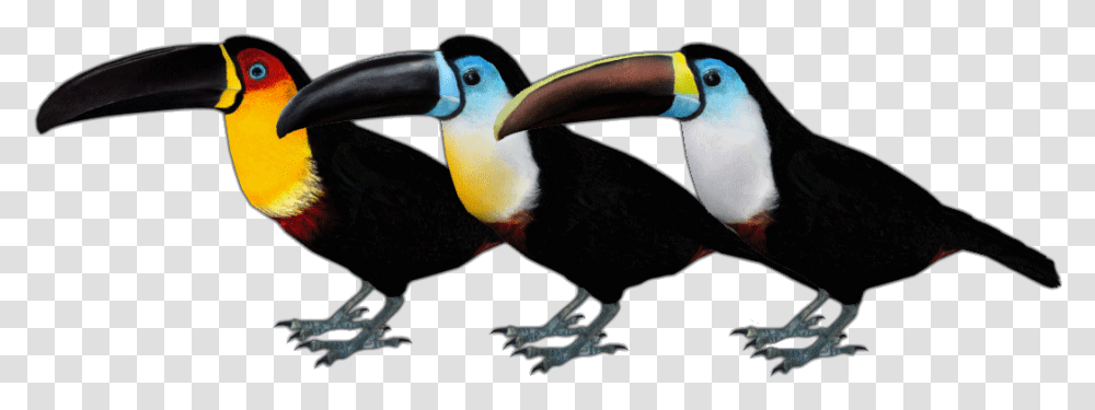 Toucan Download Zt2 Toucan, Bird, Animal, Beak Transparent Png