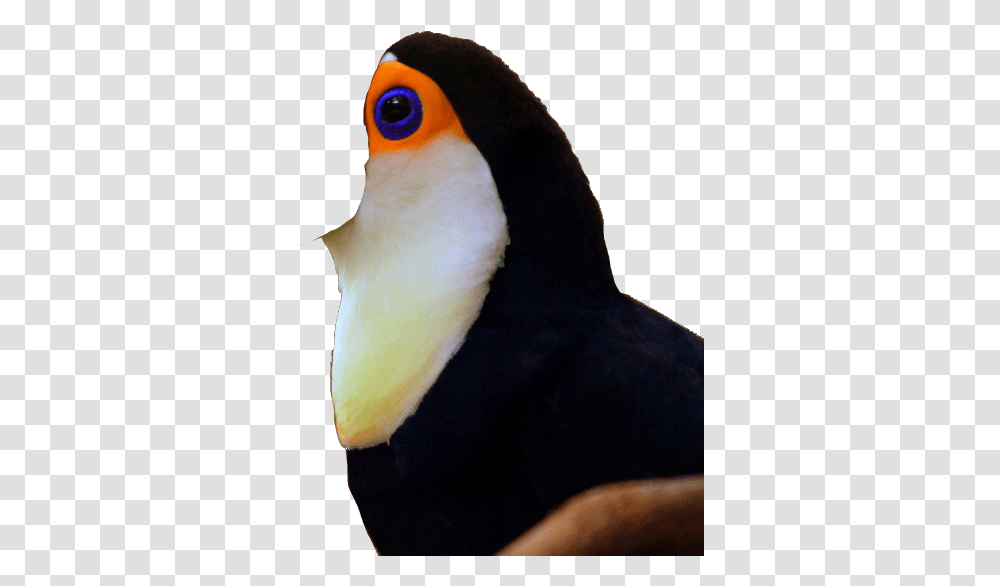 Toucan No Beak Photoshopped, Bird, Animal, Person, Human Transparent Png
