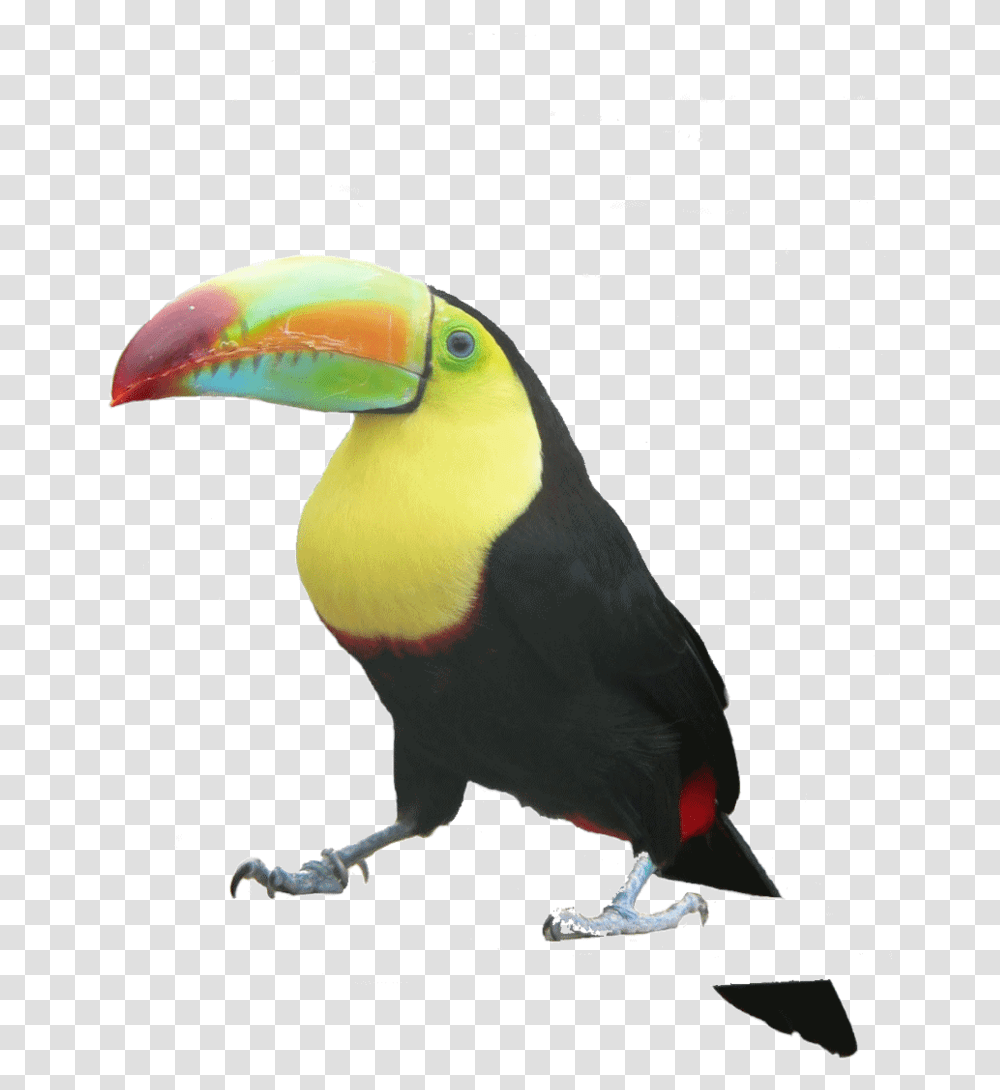 Toucan Toucan Hd, Bird, Animal, Beak Transparent Png