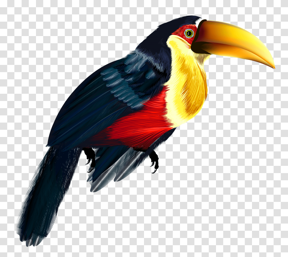 Toucan Transparent Png