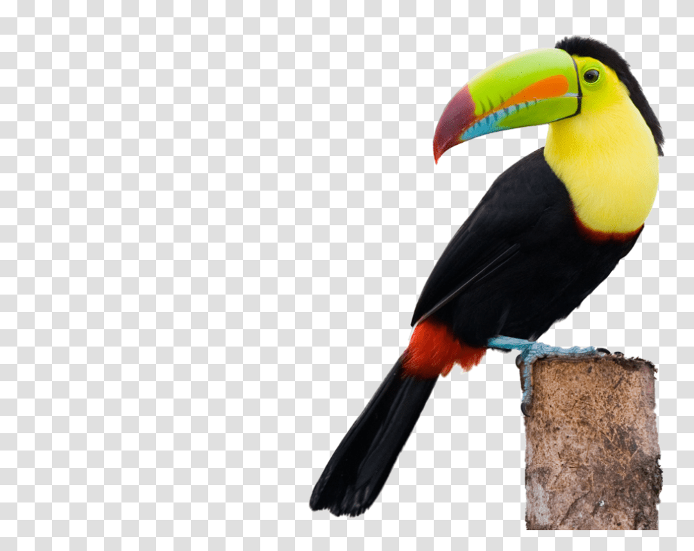 Toucans, Bird, Animal, Beak Transparent Png