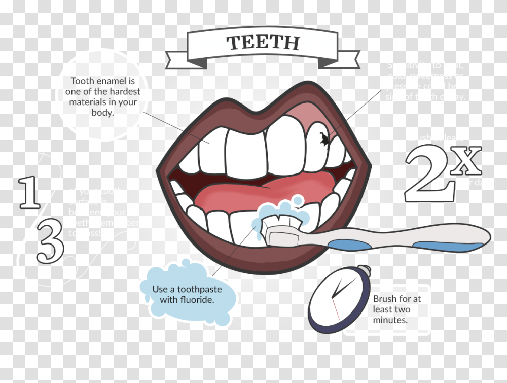 Tour Of The Mouth, Lip, Teeth, Jaw, Throat Transparent Png