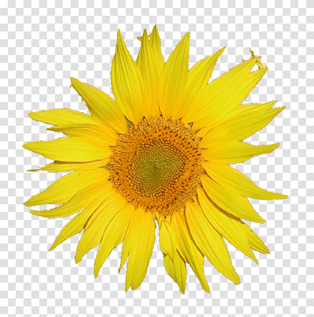 Tournesol Sunflower Mediawiki Logo, Plant, Blossom, Daisy, Daisies Transparent Png