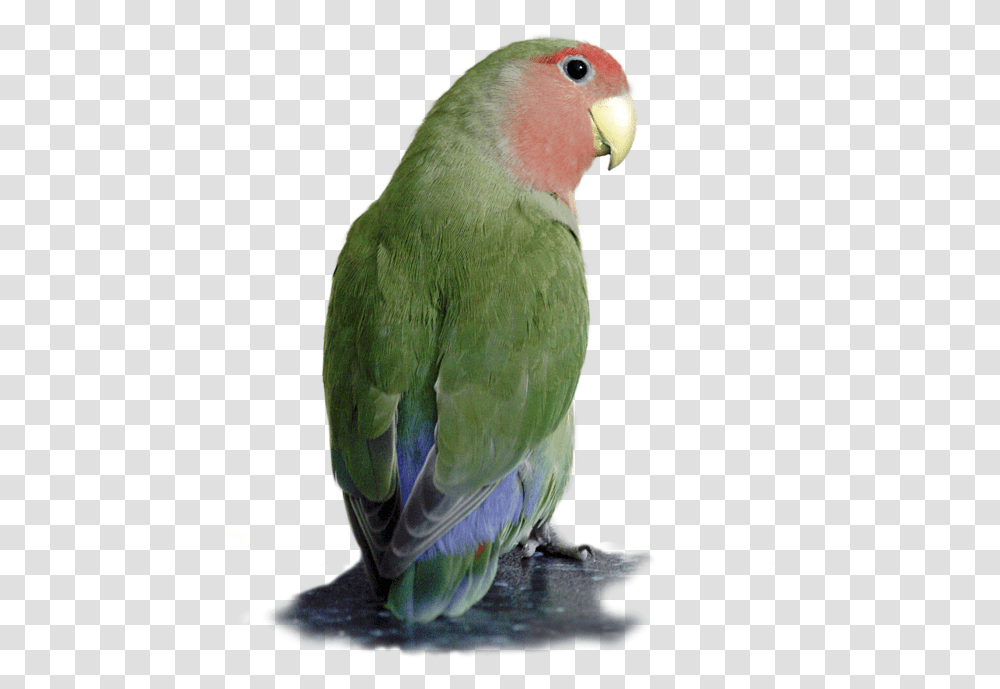 Towel, Bird, Animal, Parakeet, Parrot Transparent Png
