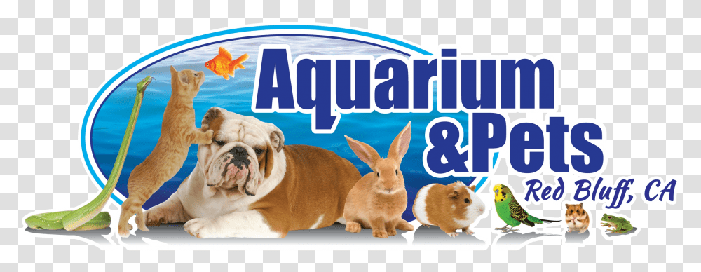 Toy Bulldog, Animal, Mammal, Pet, Canine Transparent Png