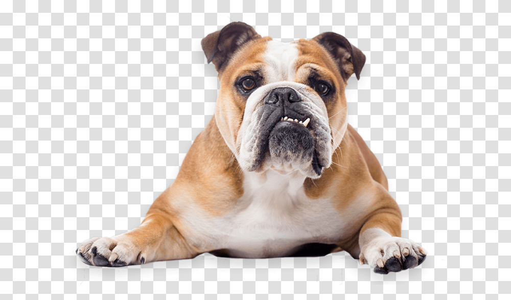 Toy Bulldog French American English Bulldog, Pet, Canine, Animal, Mammal Transparent Png
