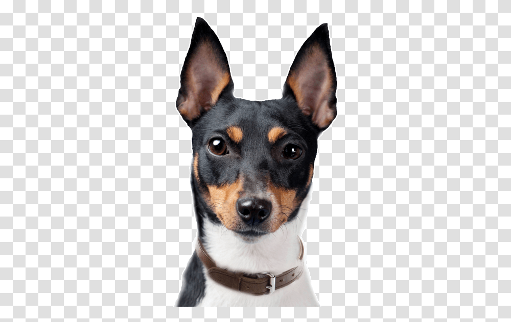Toy Fox Terrier, Dog, Pet, Canine, Animal Transparent Png