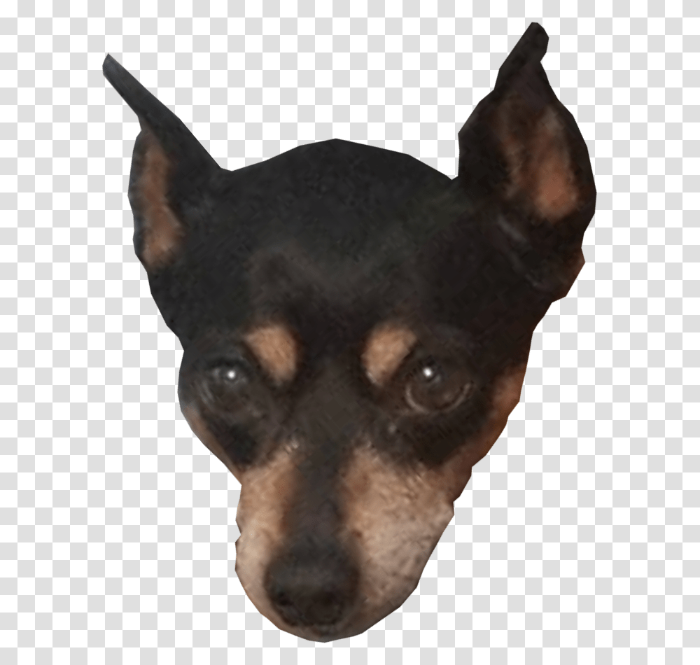 Toy Manchester Terrier, Pet, Animal, Chihuahua, Dog Transparent Png