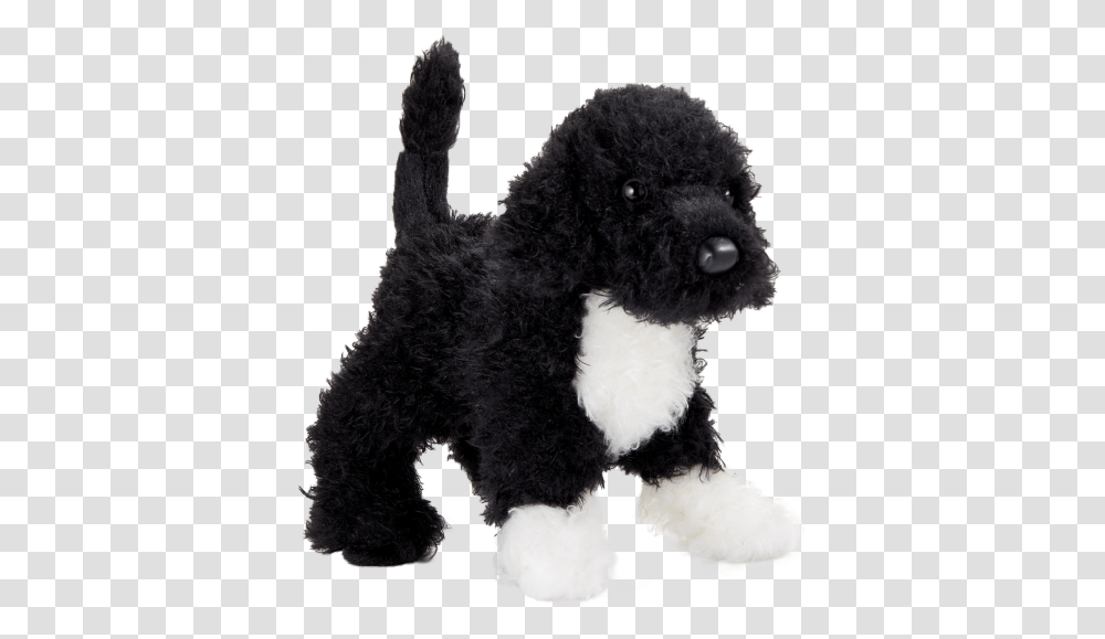 Toy Poodle, Animal, Pet, Canine, Mammal Transparent Png
