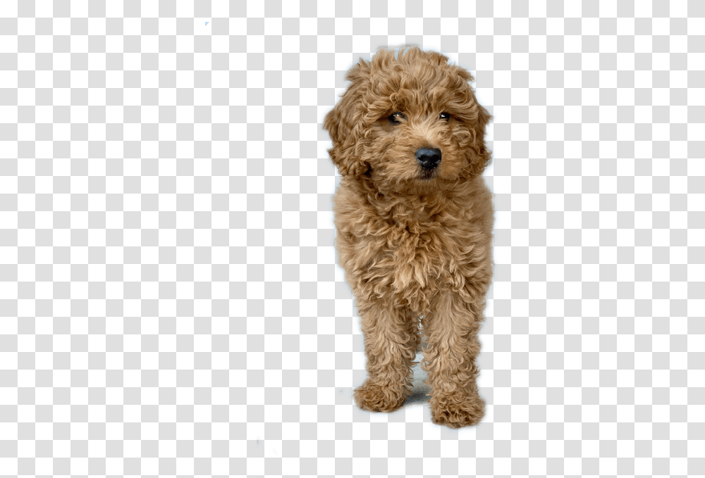 Toy Poodle, Dog, Pet, Canine, Animal Transparent Png