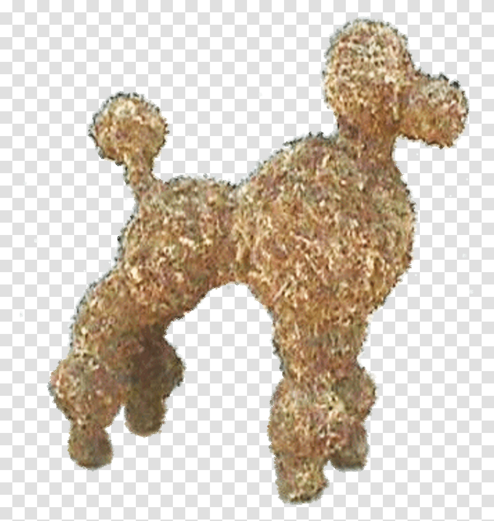 Toy Poodle Download Standard Poodle, Fungus, Canine, Mammal, Animal Transparent Png