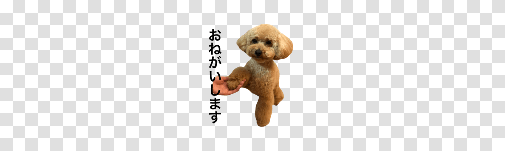 Toy Poodle Line Stickers Line Store, Pet, Animal, Canine, Mammal Transparent Png