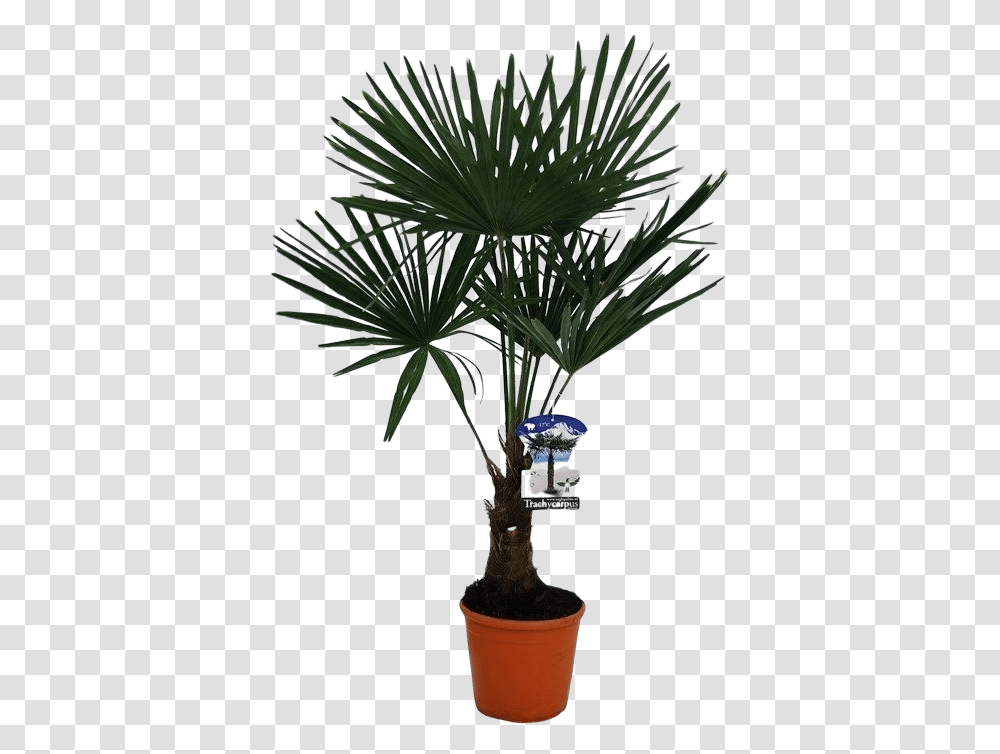 Trachycarpus Fortenei Flowerpot, Tree, Plant, Palm Tree, Arecaceae Transparent Png