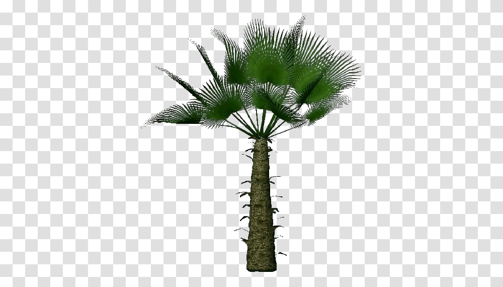 Trachycarpus Fortunei, Palm Tree, Plant, Arecaceae, Cross Transparent Png