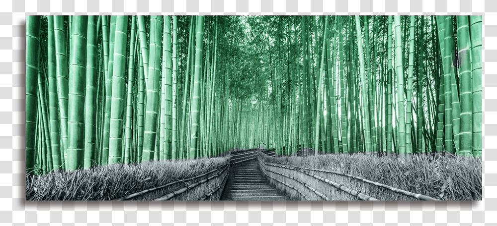 Track, Plant, Bamboo, Scenery, Outdoors Transparent Png