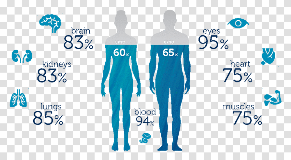 Tracking Hydration To Boost Performance Water In Human Body, Clothing, Long Sleeve, Pants, Person Transparent Png