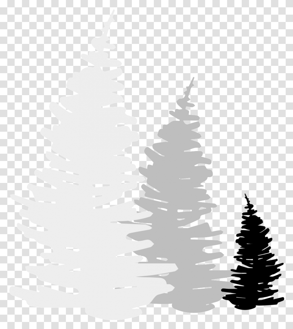 Trail Roots Logo Trees, Plant, Fir, Abies, Pine Transparent Png