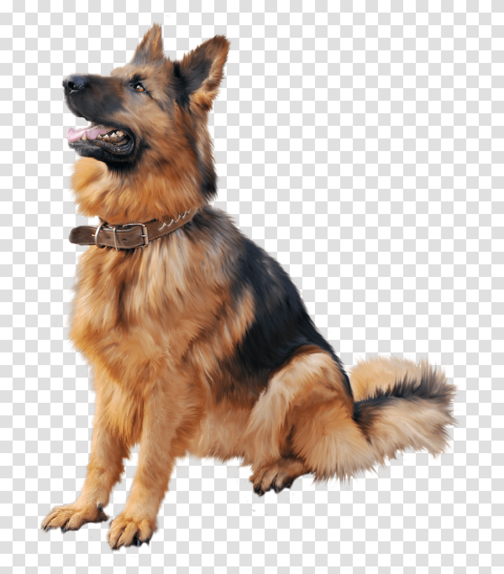 Training Shock Dog Cat Collar Cartoon Clipart German Shepherd Dog, Pet, Canine, Animal, Mammal Transparent Png