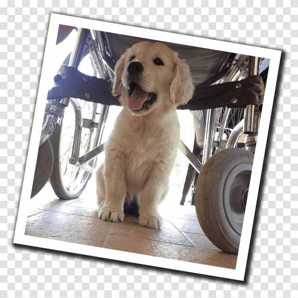 Training Social Service Dogs In The Heart Of Tuscany Golden Retriever, Tire, Chair, Furniture, Spoke Transparent Png