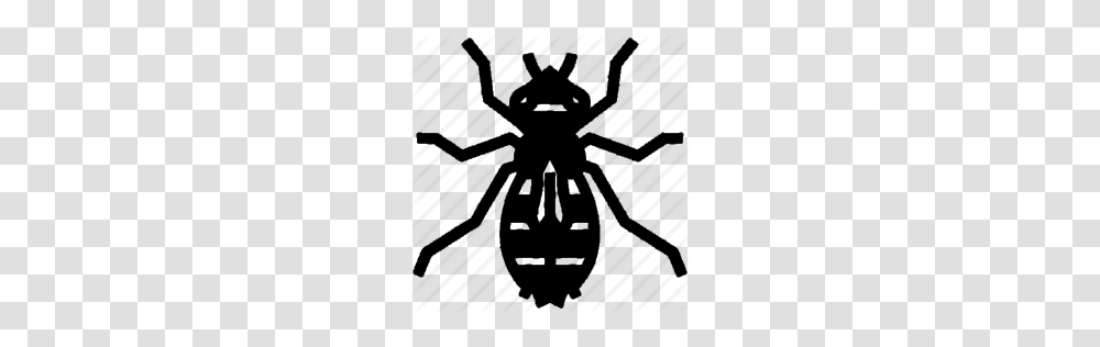 Traits Beta, Animal, Invertebrate, Insect, Wasp Transparent Png