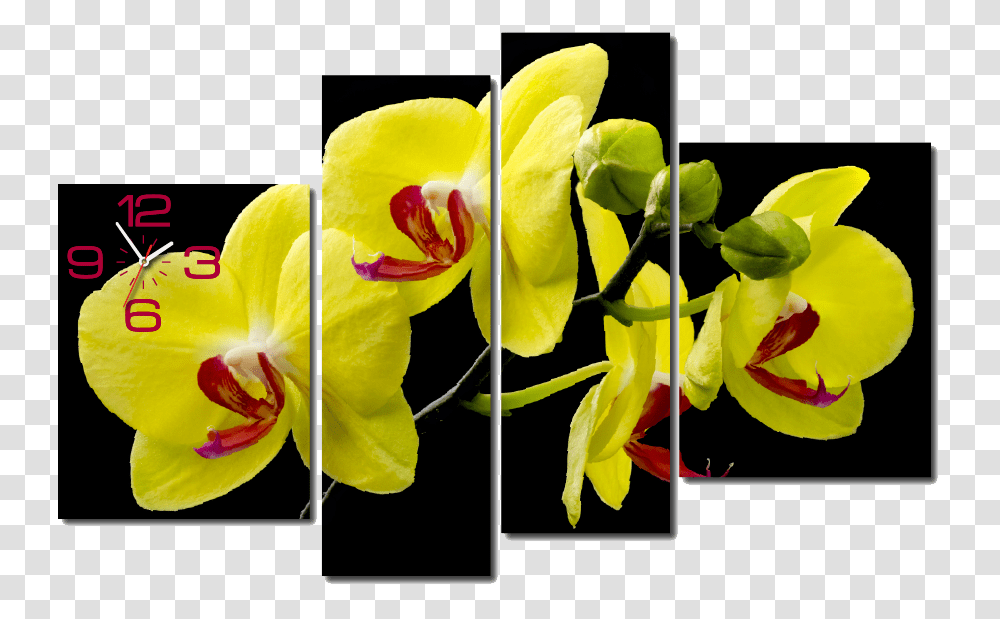 Tranh Ng H Treo Tng Hoa Mai Vng, Plant, Flower, Blossom, Petal Transparent Png