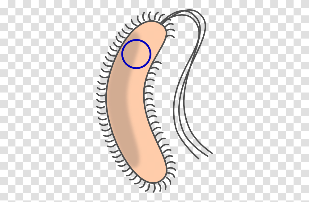 Transformed Bacteria With Flagellum Clip Art, Label, Plant, Rug Transparent Png