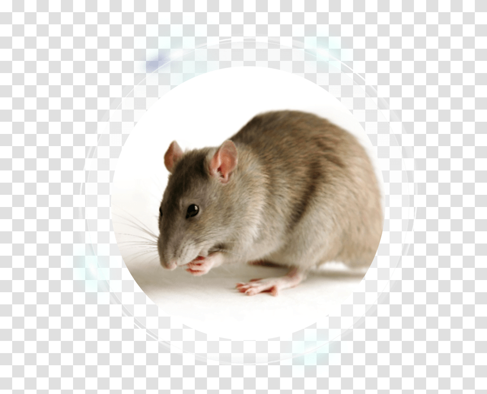 Transgenic Rat, Rodent, Mammal, Animal Transparent Png