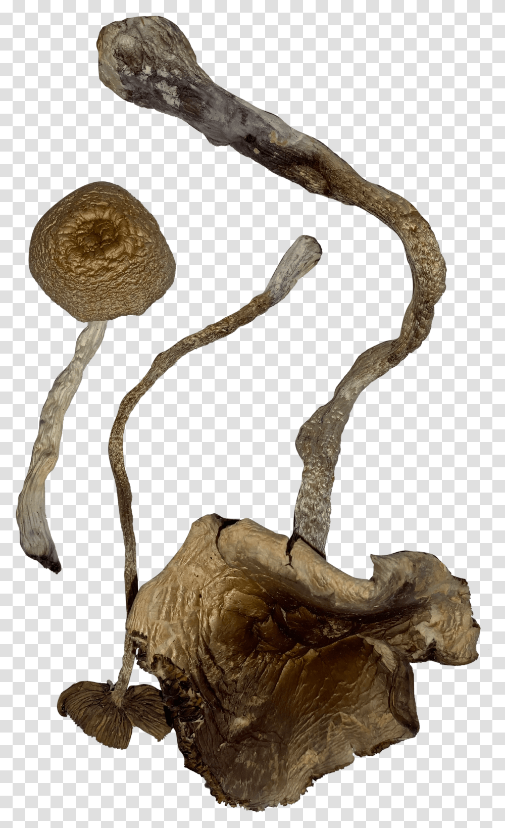 Transkei Magic Mushrooms Illustration, Agaric, Plant, Fungus, Amanita Transparent Png